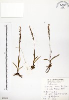 藏品(綬草)的圖片