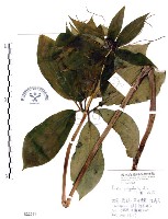 藏品(七葉一枝花)的圖片