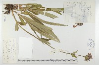 藏品(大花刺參)的圖片