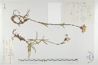 藏品(白花刺參)的圖片