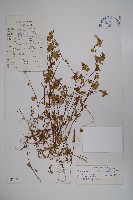 藏品(脹萼藍鐘花)的圖片