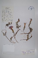 藏品(中甸藍鐘花)的圖片