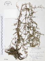 藏品(天門冬)的圖片