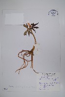 藏品(川八角蓮)的圖片