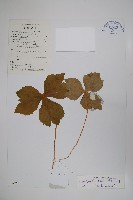 藏品(桃兒七)的圖片