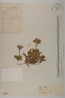 藏品(柔軟紫菀)的圖片