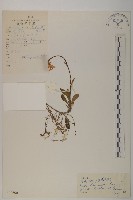 藏品(萎軟紫菀)的圖片