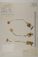 藏品(緣毛紫菀)的圖片