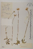 藏品(緣毛紫菀)的圖片