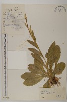 藏品(緣毛紫菀)的圖片