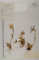 藏品(緣毛紫菀)的圖片