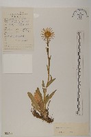 藏品(緣毛紫菀)的圖片