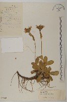 藏品(怒江紫菀)的圖片