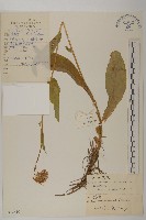 藏品(林生紫菀)的圖片