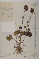 藏品(鐘花垂頭菊)的圖片