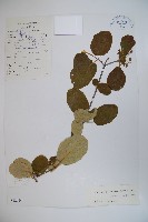 藏品(圓葉莢迷)的圖片