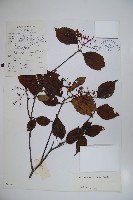 藏品(樺葉莢迷、玉山莢迷)的圖片