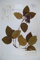 藏品(圓葉莢迷)的圖片