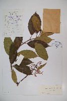 藏品(水紅木)的圖片