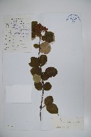 藏品(樺葉莢迷、玉山莢迷)的圖片