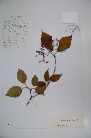 藏品(樺葉莢迷、玉山莢迷)的圖片