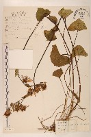 藏品(寬戟橐吾)的圖片