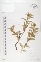 藏品(中國菟絲子)的圖片