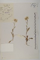 藏品(香青)的圖片