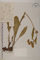 藏品(狗舌紫菀)的圖片