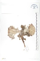 藏品(鼠麴風毛菊)的圖片