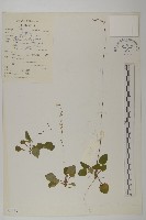 藏品(心葉兔兒風)的圖片