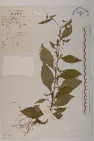 藏品(細川氏天名精)的圖片