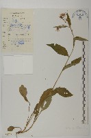 藏品(山白蘭)的圖片
