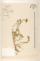 藏品(川西小黃菊)的圖片