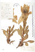 藏品(苞葉風毛菊)的圖片