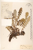 藏品(東俄洛風毛菊)的圖片