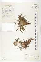 藏品(鳶尾葉風毛菊)的圖片