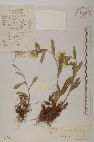 藏品(尼泊爾籟簫)的圖片