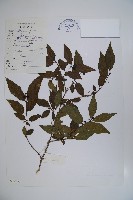 藏品(柳葉忍冬)的圖片