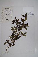 藏品(華西忍冬)的圖片