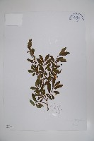 藏品(唐古特忍冬)的圖片