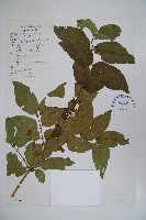 藏品(金花忍冬)的圖片