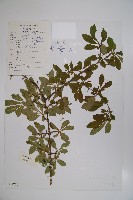 藏品(唐古特忍冬)的圖片