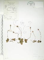 藏品(單花鹿蹄草)的圖片