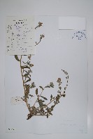 藏品(露蕊滇紫草)的圖片