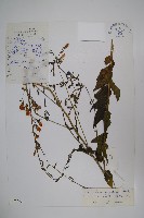 藏品(雲南沙參)的圖片