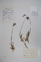 藏品(甘孜沙參)的圖片