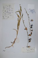 藏品(甘孜沙參)的圖片