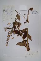 藏品(細萼沙參)的圖片