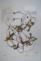 藏品(雞蛋參)的圖片